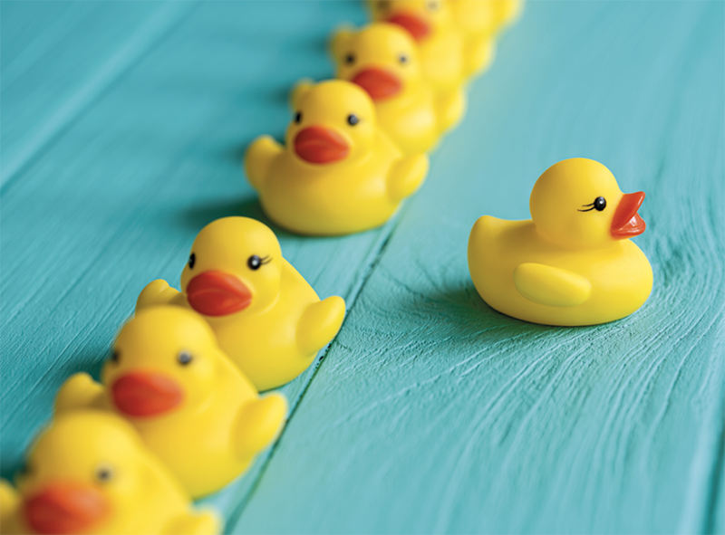 Ducks 