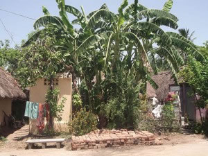 Papaya Tree - ecosan WEB